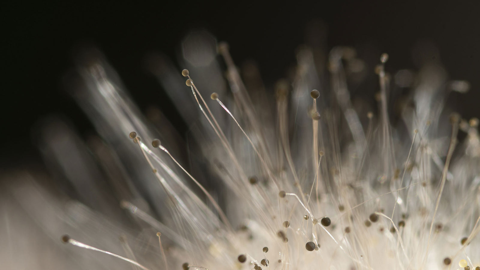EMF & Mold / Fungus